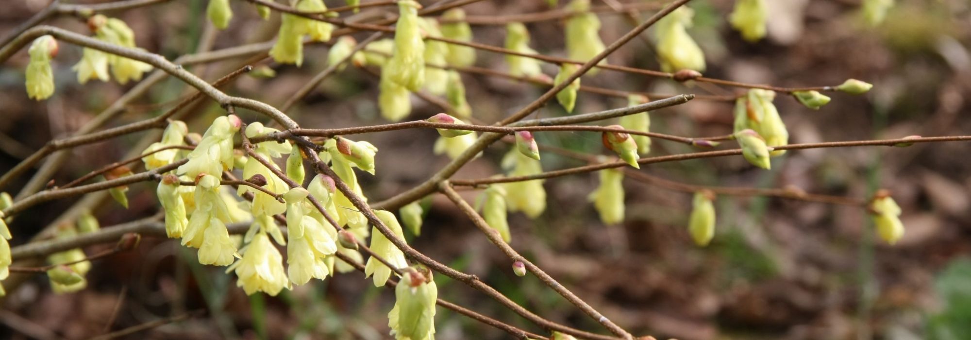 Corylopsis: planten, snoeien en onderhouden
