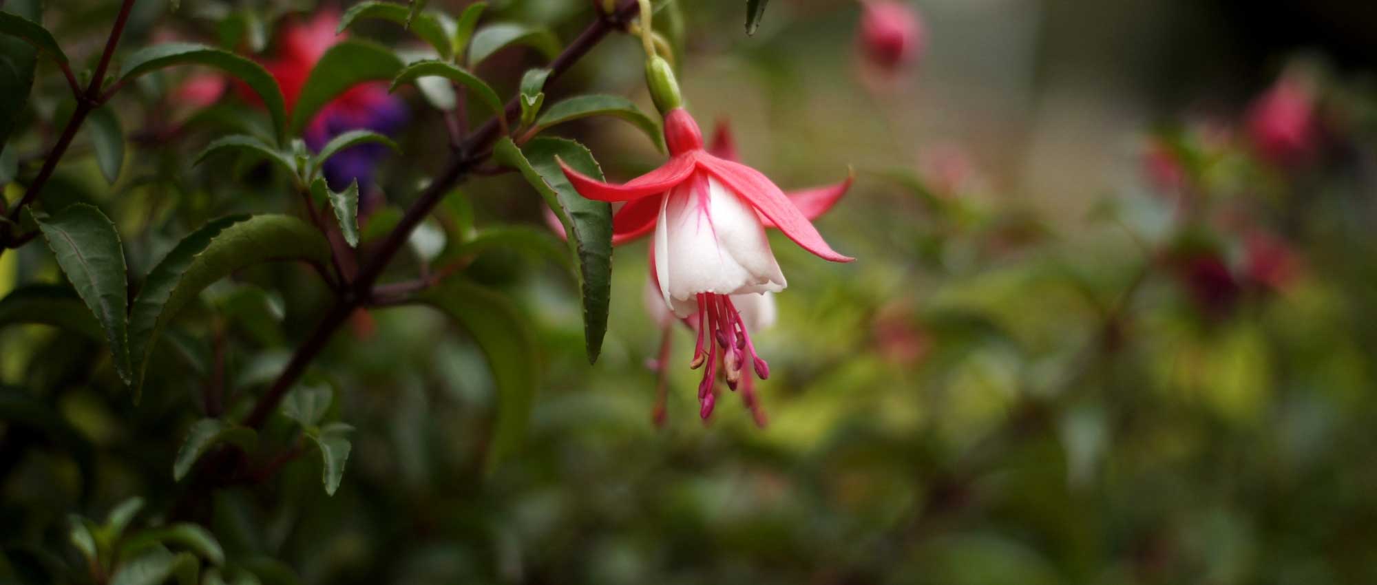 Fuchsia: planten, snoeien, kweken en verzorgen