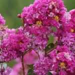Lagerstroemia, Indische sering: planten, kweken en verzorgen