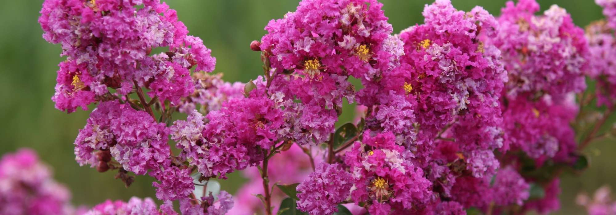 Lagerstroemia, Indische sering: planten, kweken en verzorgen