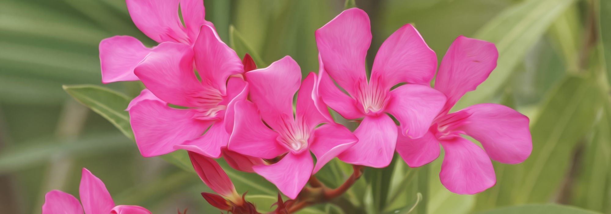 Oleander planten, snoeien en onderhouden