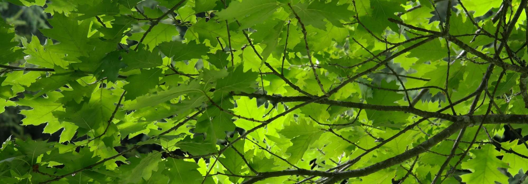 Eiken planten, snoeien en onderhouden