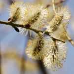 Wilg, Salix: planten, snoeien en onderhouden