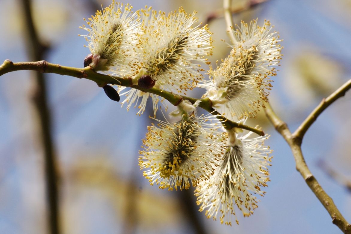 Wilg, Salix: planten, snoeien en onderhouden