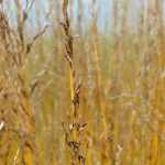 Pijpenstrootje (Molinia caerulea): planten, delen, snoei