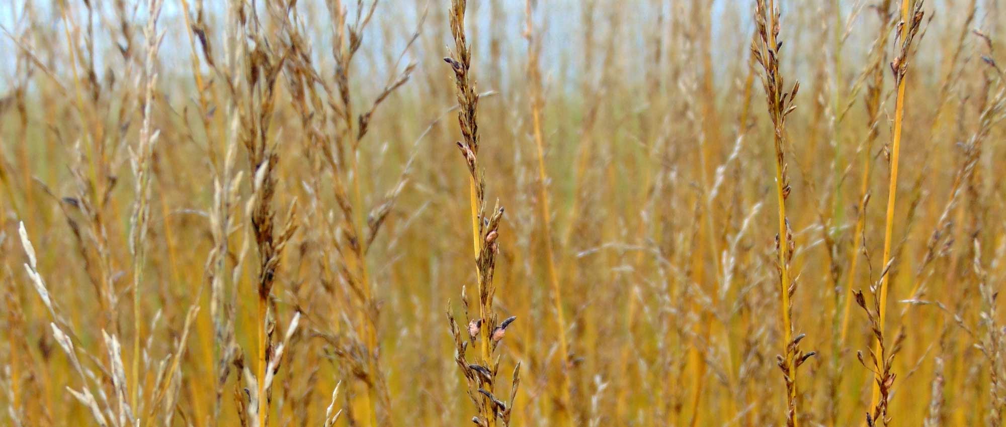 Pijpenstrootje (Molinia caerulea): planten, delen, snoei