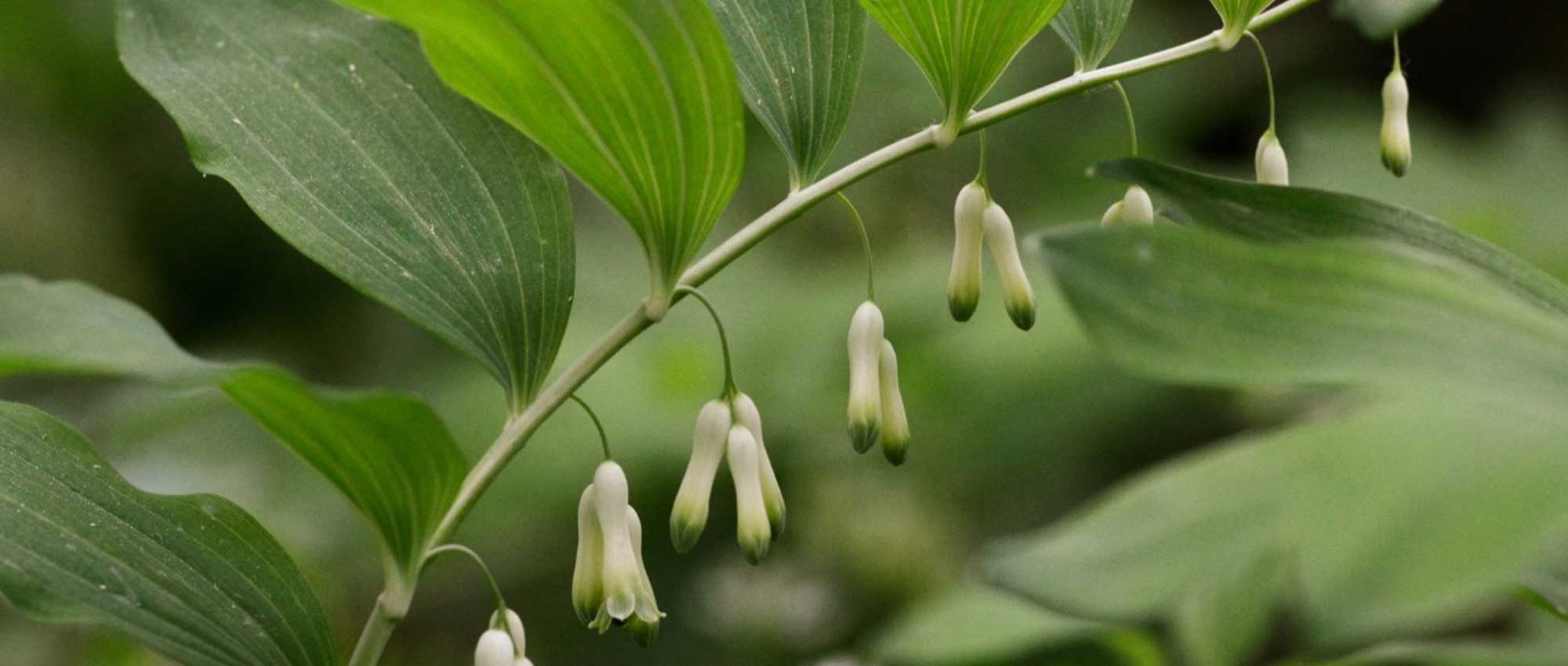 Salomonszegel (Polygonatum): planten, scheuren en verzorgen