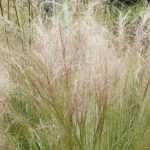 Stipa, vedergras: planten, snoeien en onderhoud