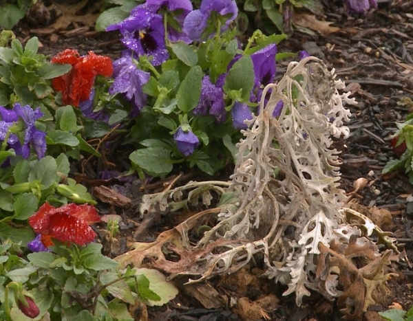 10 manieren om een plant... natuurlijk te laten afsterven!