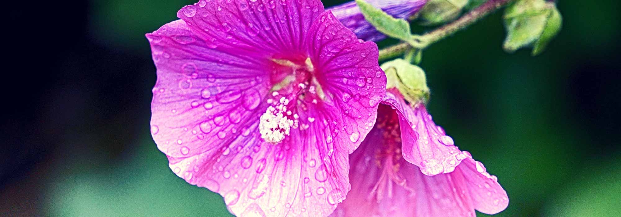 Struikmalva's en eenjarige lavatera's: planten, zaaien en snoeien