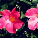 Dipladenia en Mandevilla: planten en verzorgen