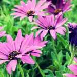 Osteospermum: planten, snoei en onderhoud