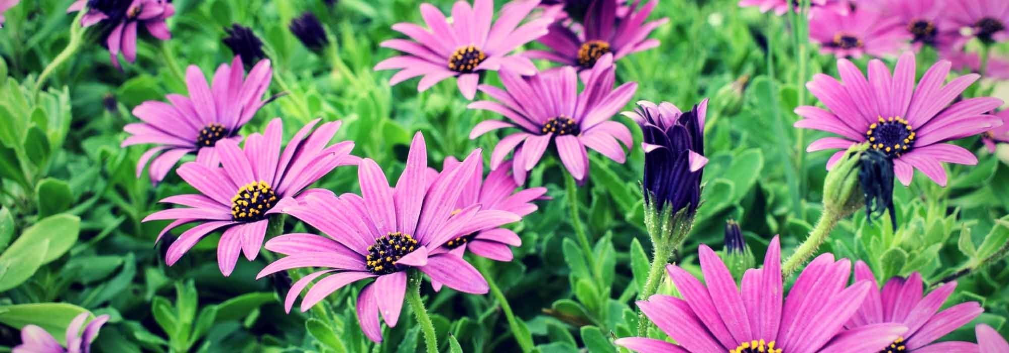 Osteospermum: planten, snoei en onderhoud