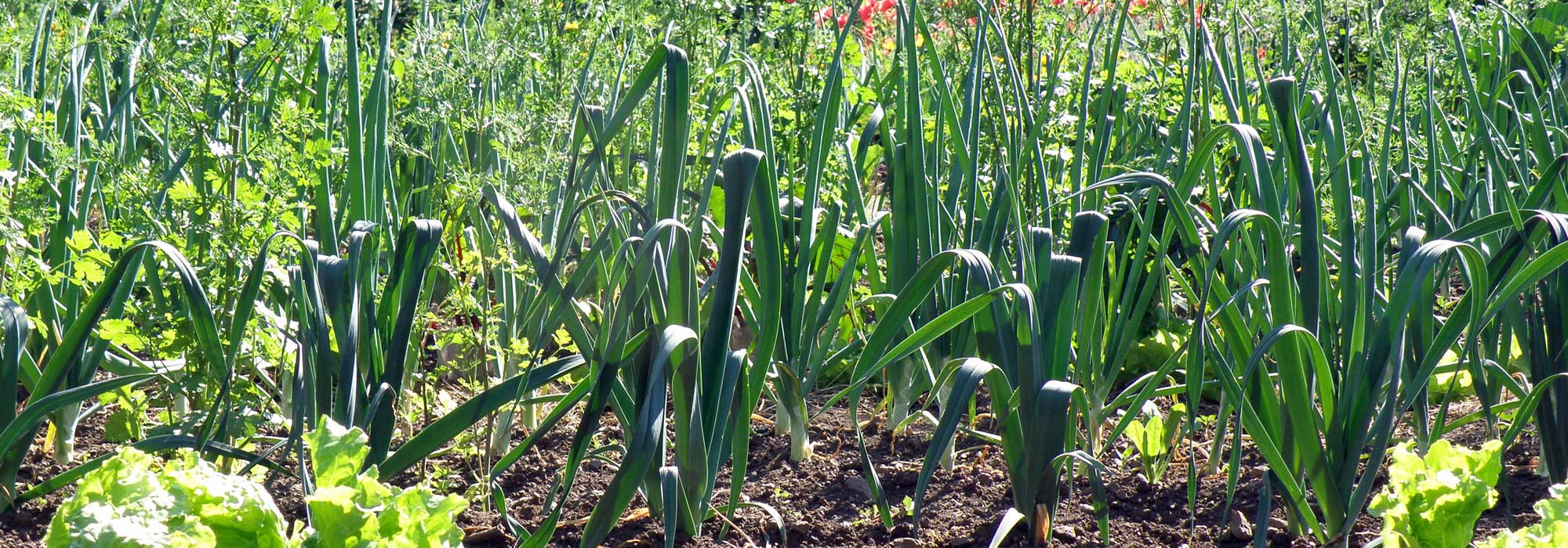 Prei: zaaien, planten, telen en oogsten