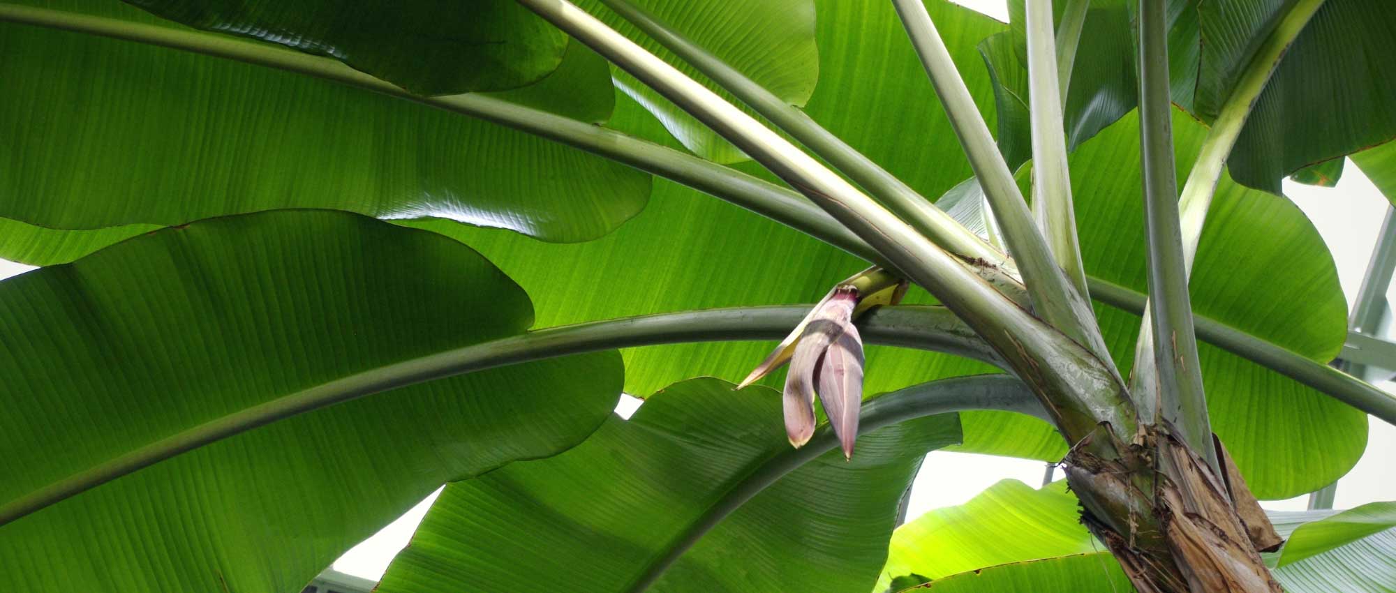 Bananenplant: planten, kweken en verzorgen, in een pot of in de tuin