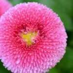 Madeliefje, bellis perennis: planten, zaaien en telen