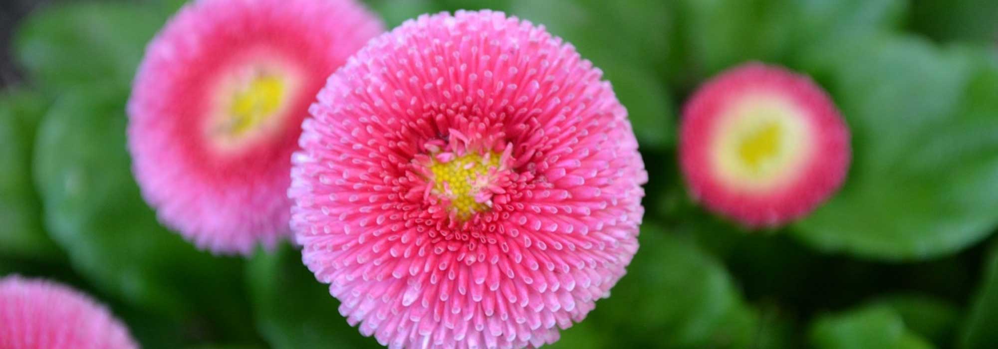 Madeliefje, bellis perennis: planten, zaaien en telen