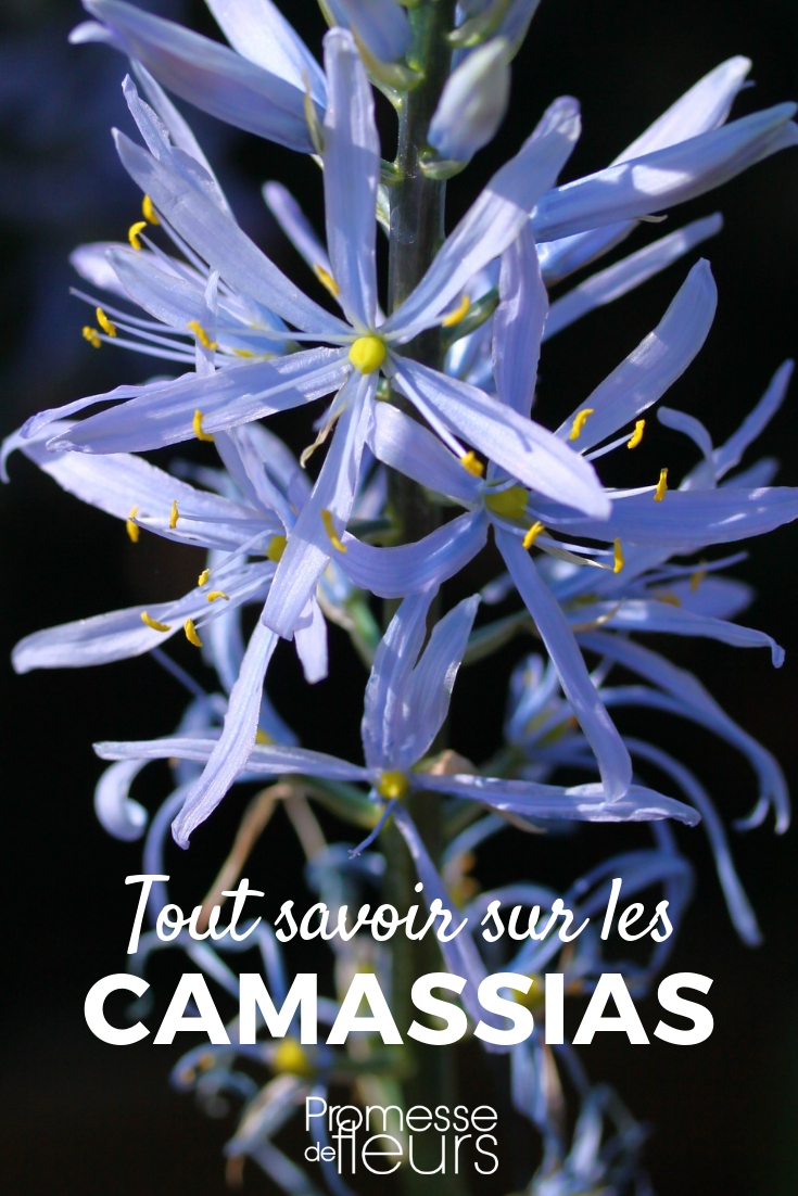 Camassia planten, telen en verzorgen
