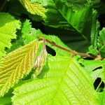 Haagbeuk: planten, snoeien en onderhouden
