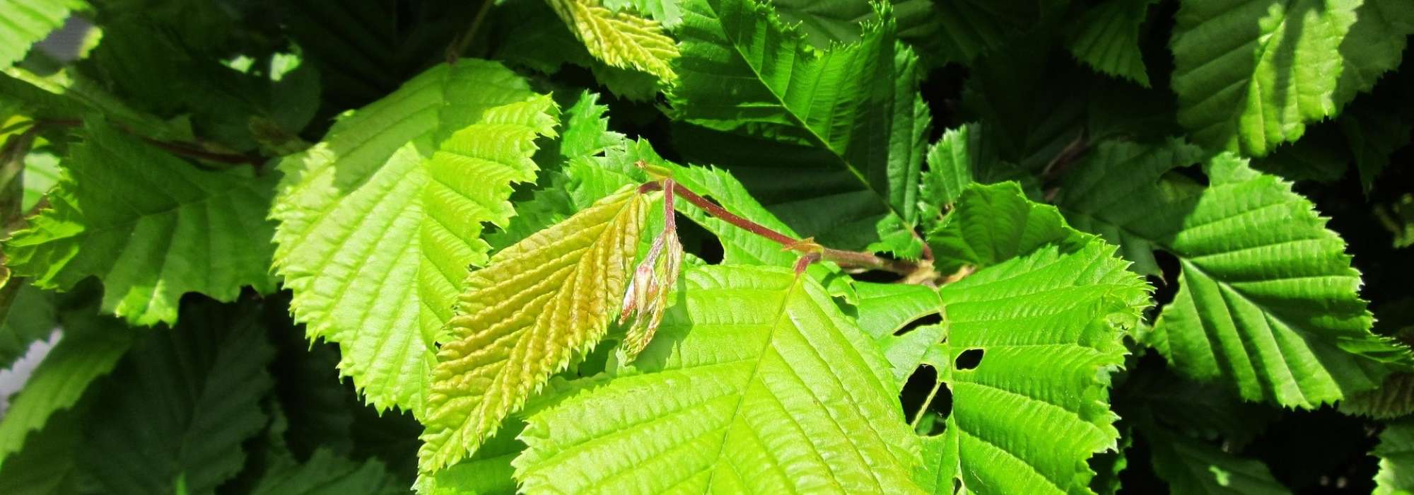 Haagbeuk: planten, snoeien en onderhouden