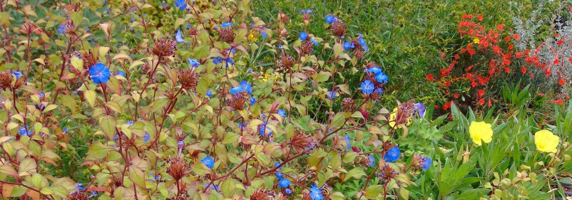 Ceratostigma, Chinese loodkruid: planten, snoeien en onderhouden