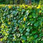 Hoe plant je een haag?