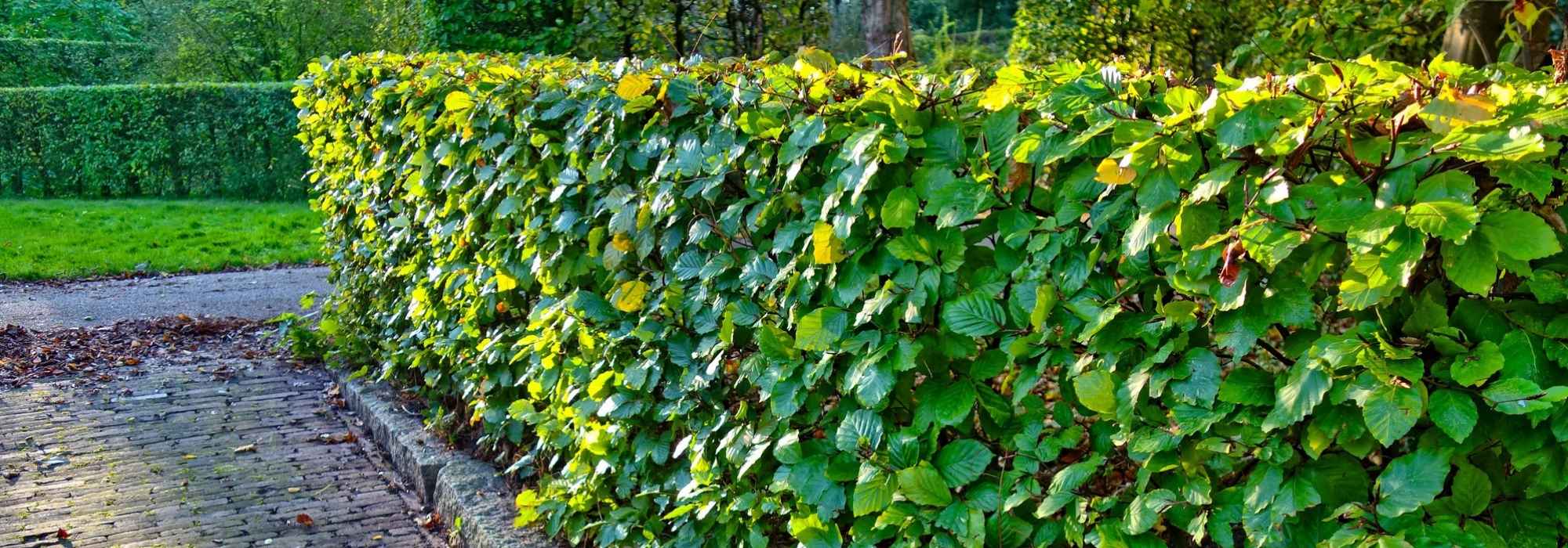 Hoe plant je een haag?