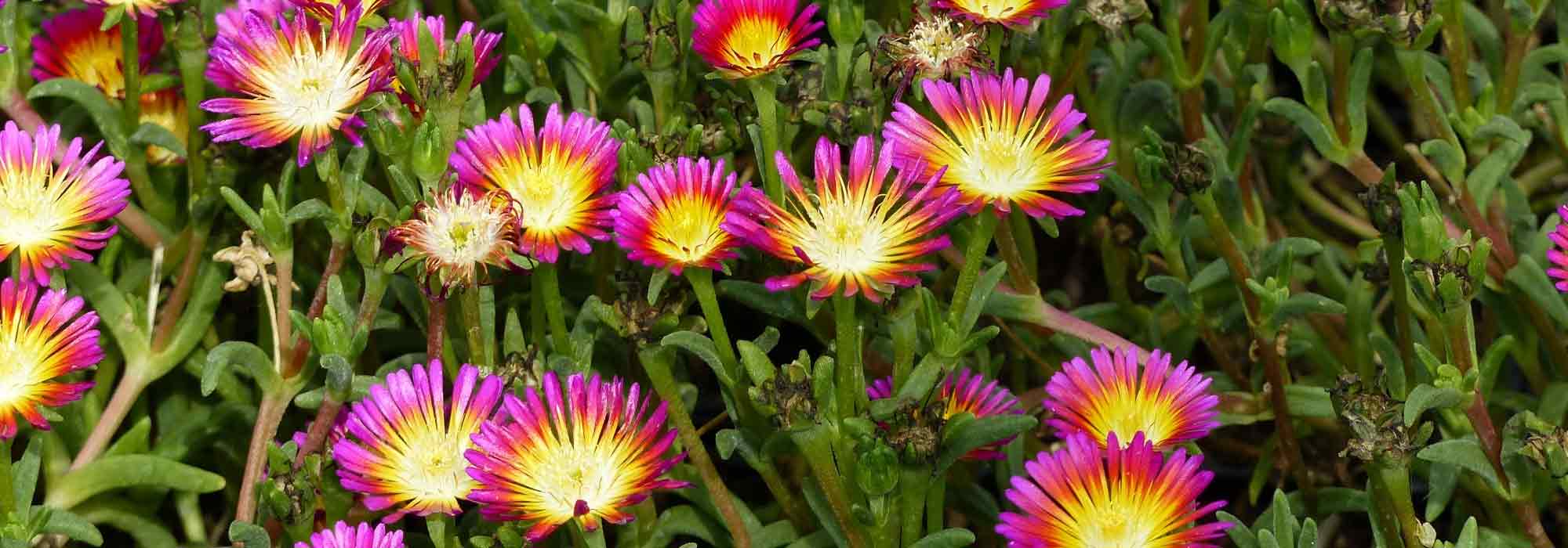 Delosperma, ijsbloem: planten en telen