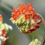 Edgeworthia chrysantha, papierstruik: planten en verzorgen
