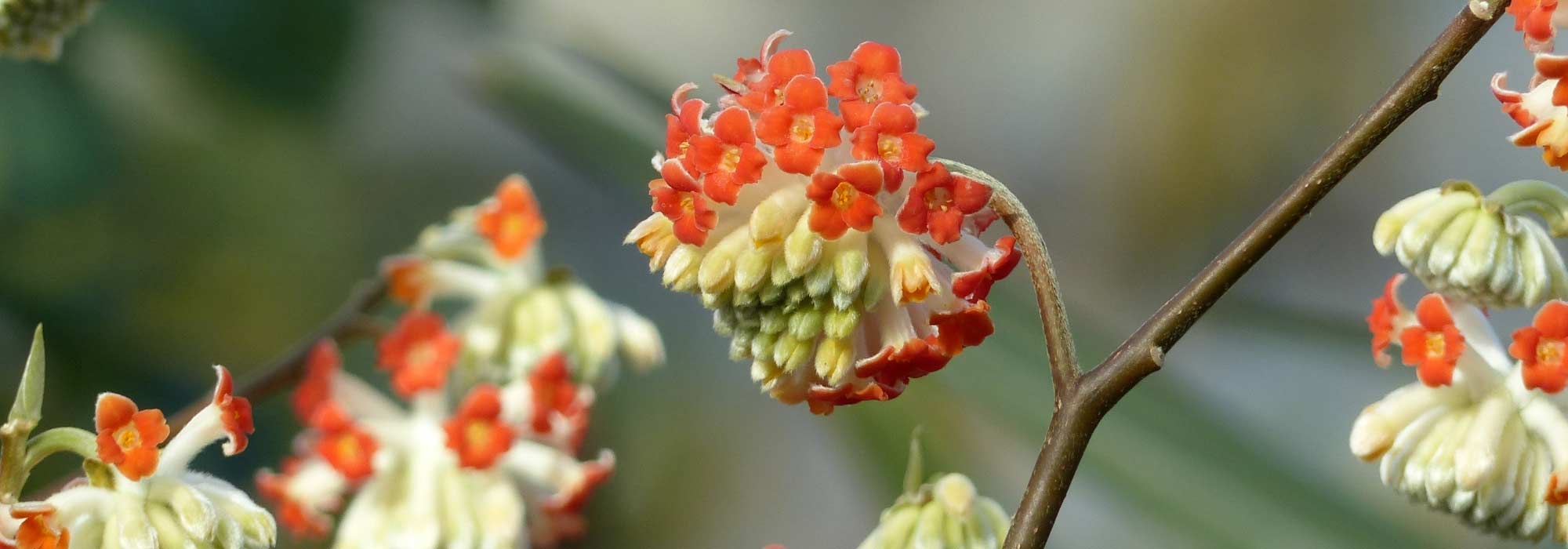 Edgeworthia chrysantha, papierstruik: planten en verzorgen