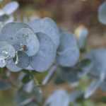 Eucalyptus: planten, snoeien en onderhouden