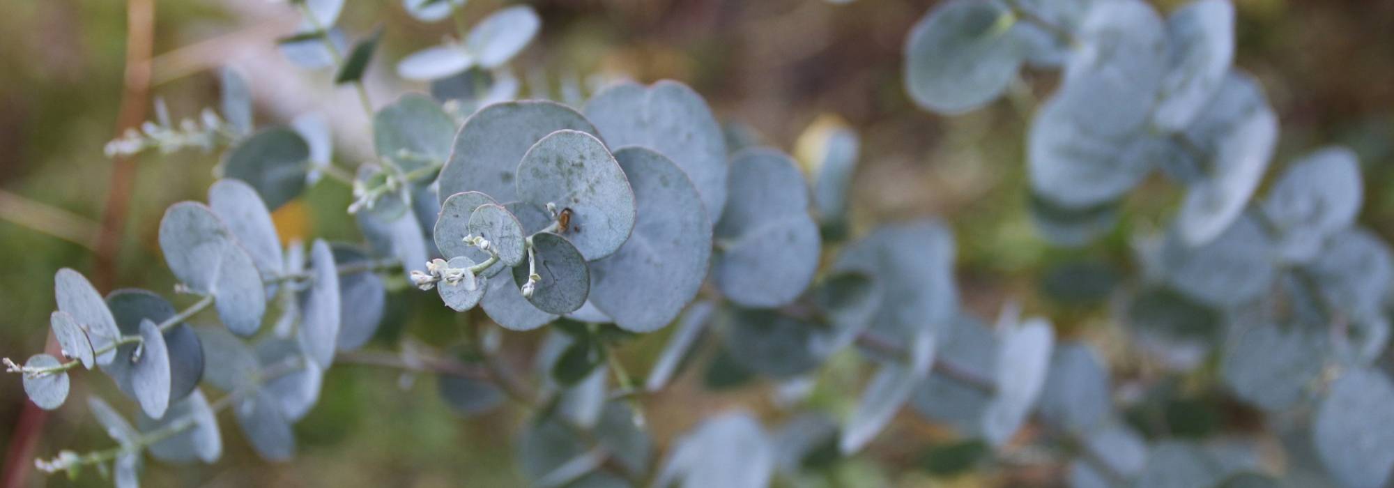 Eucalyptus: planten, snoeien en onderhouden