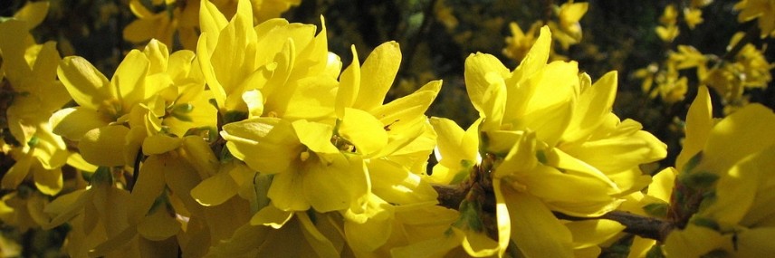 Forsythia, haag
