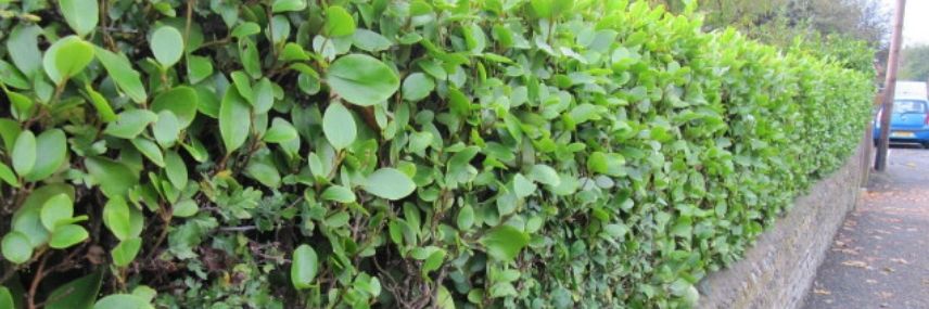Griselinia littoralis, snelgroeiende haag