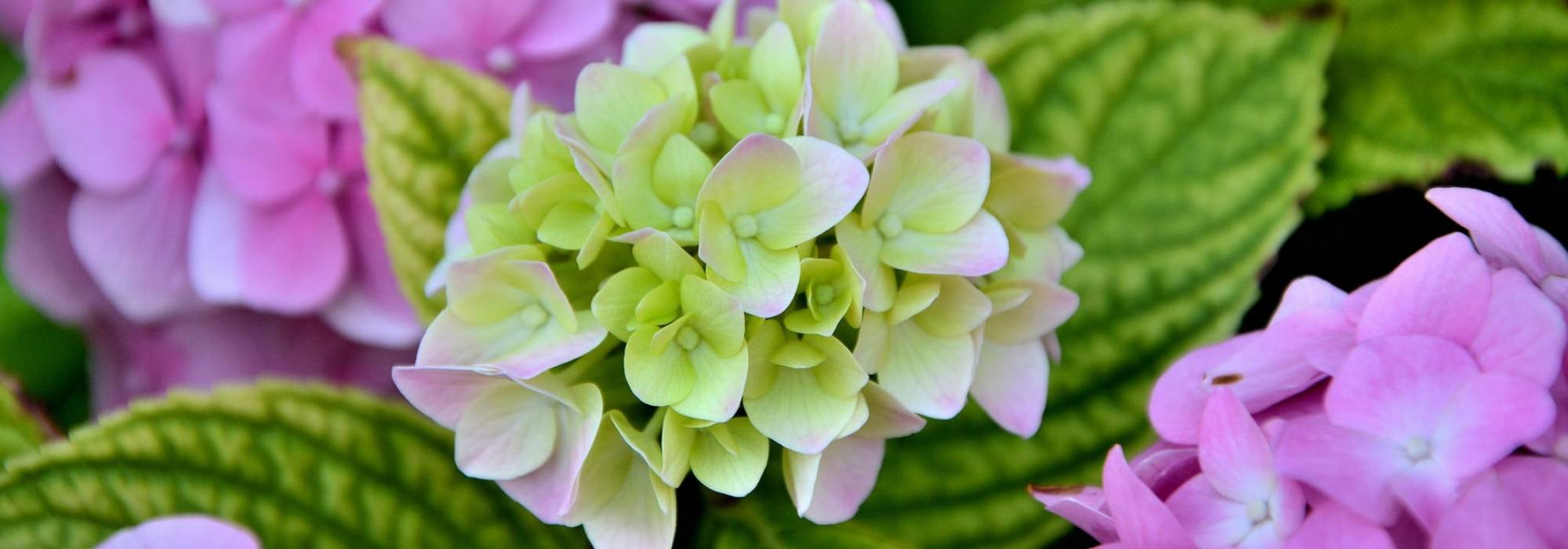 Hortensia's planten, snoeien en verzorgen