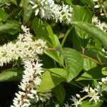Itea: planten, snoeien en onderhouden