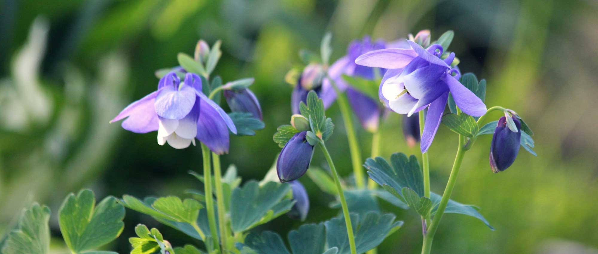 10 makkelijk te zaaien vaste planten