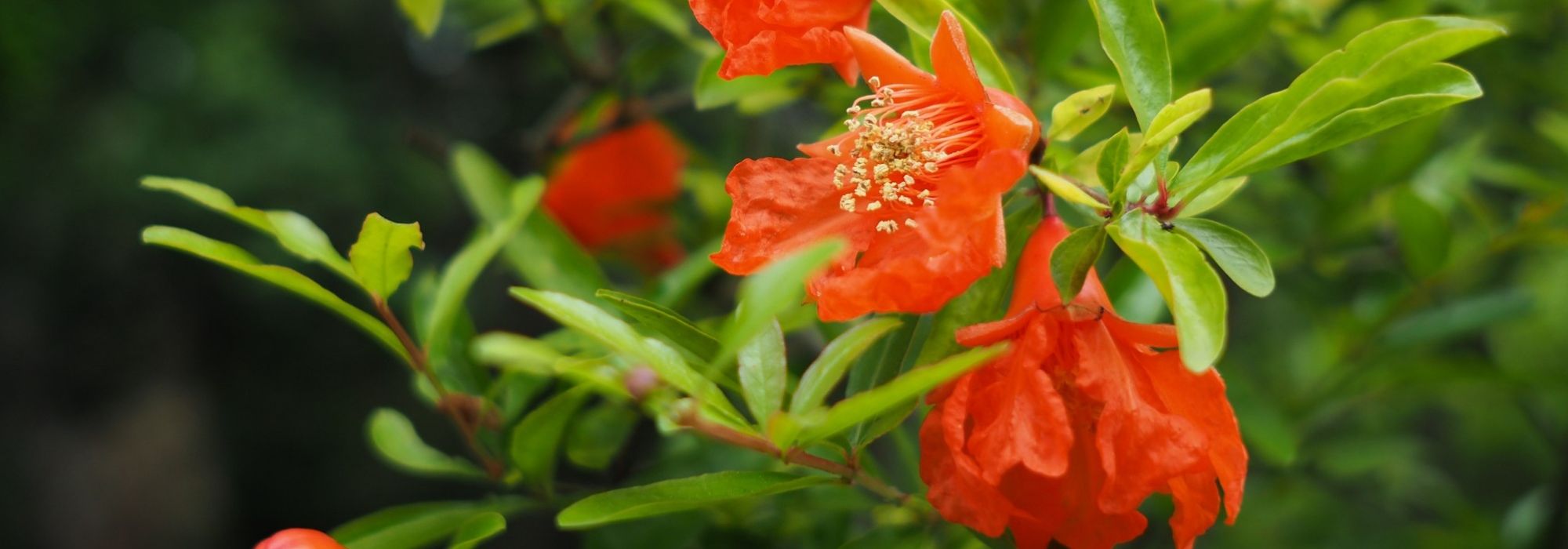 Granaatappel: planten, snoeien en onderhouden