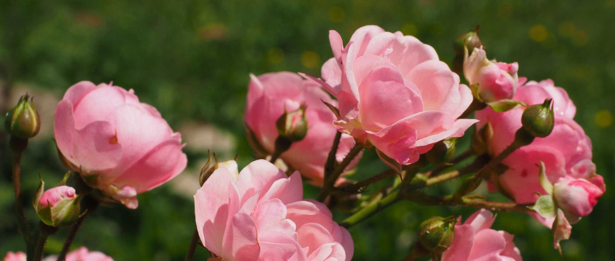 Rozen: welke soort kiezen? Koopgids