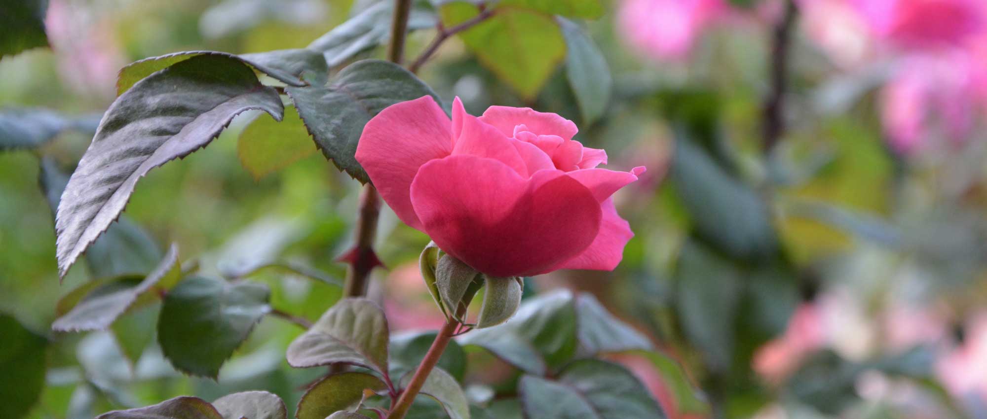 Rozen: met blote wortel of in een pot?