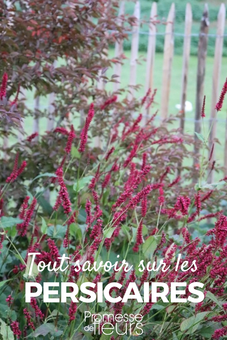 Duizendknoop, persicaria: planten, telen en verzorgen