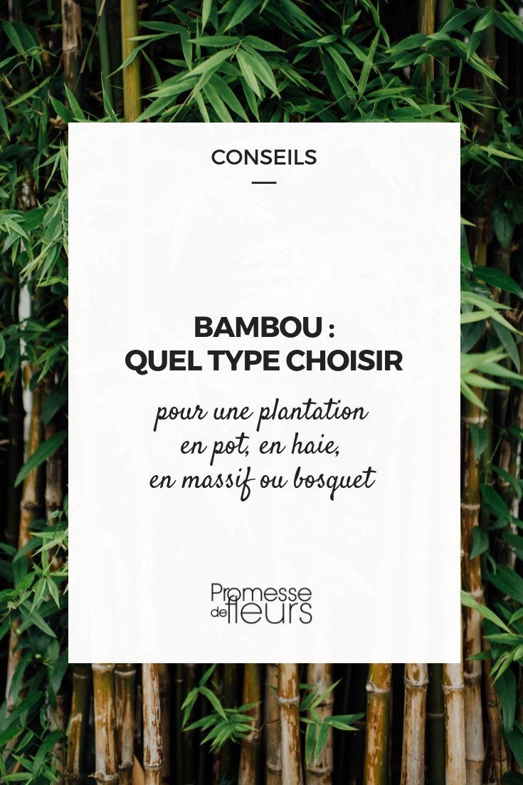 Bamboe: welk type kiezen?
