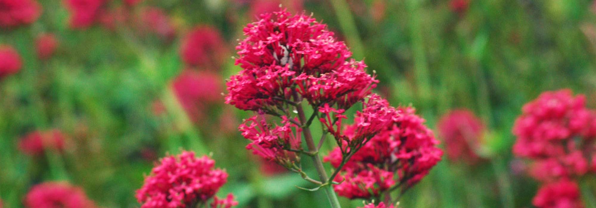 Spaanse sering, valeriaan: zaaien, planten en verzorging