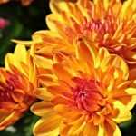 Chrysant: planten, onderhoud en snoei