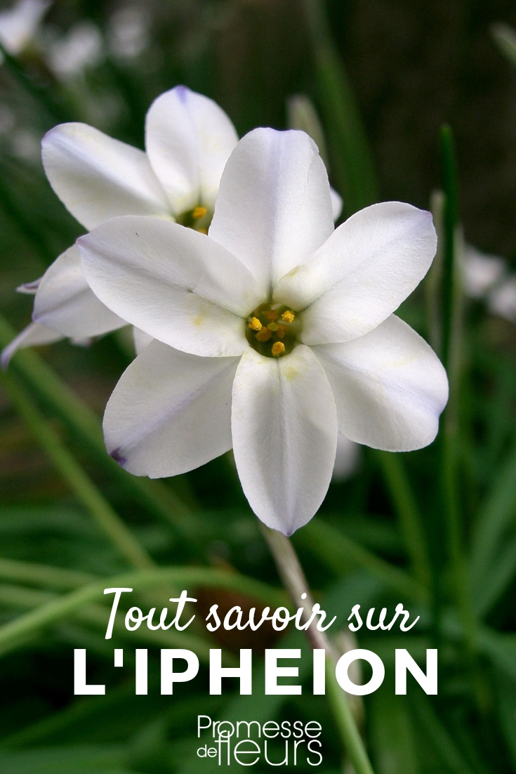 Ipheion: planten en telen