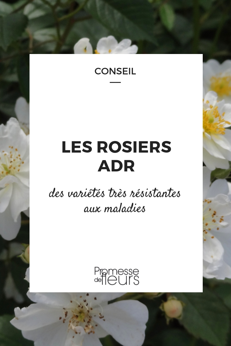 ADR-roos