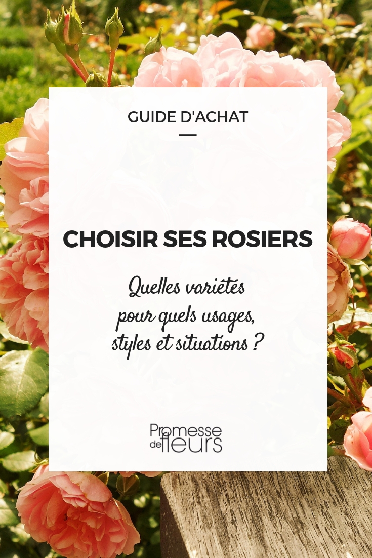 Een roos kiezen: onze tips