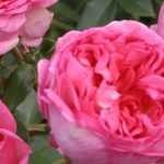 De geurigste rozen