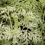 Alsem, Artemisia: planten, snoeien en onderhoud