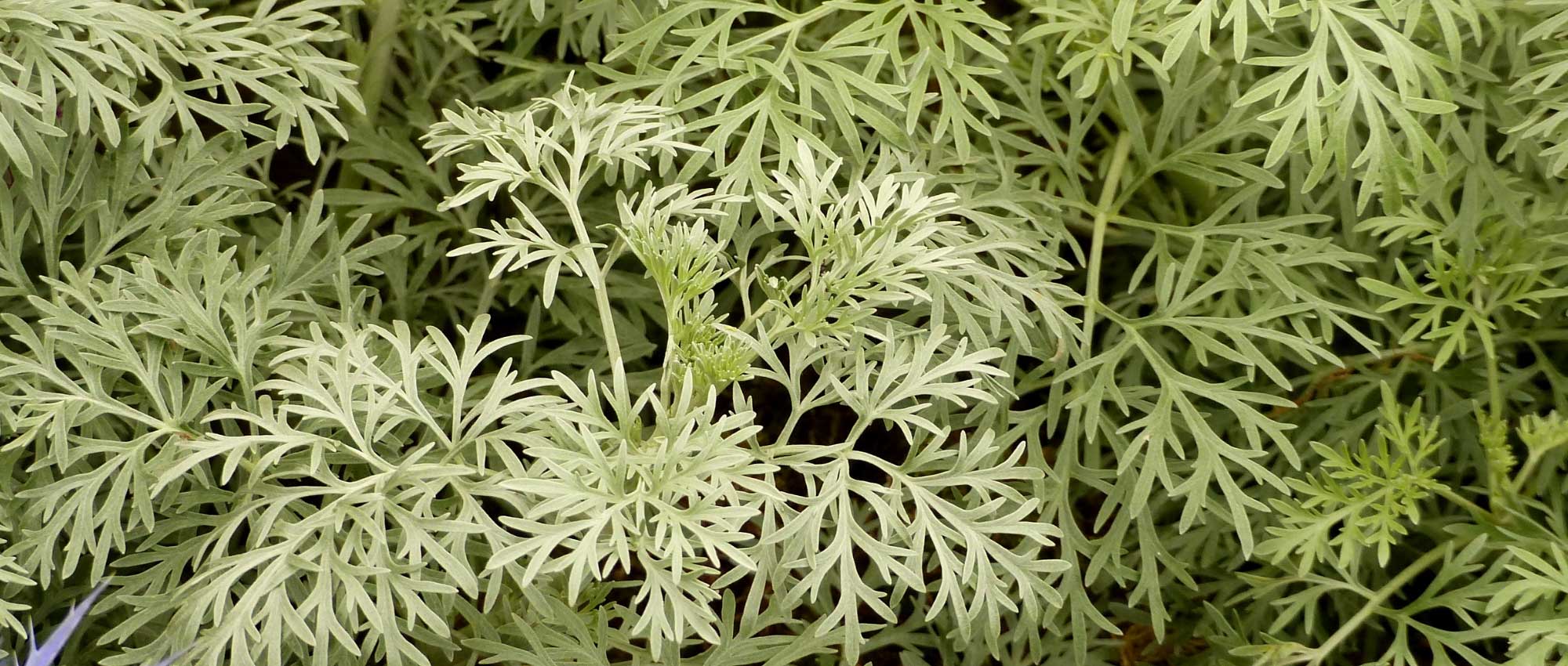 Alsem, Artemisia: planten, snoeien en onderhoud